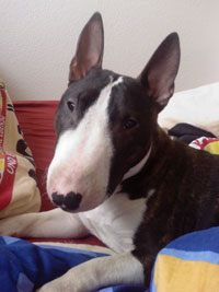 Bullterrier