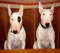 Bullterrier