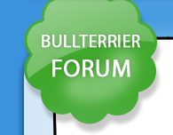 Bullterrier-Forum